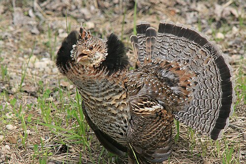 Ruffed grouse
